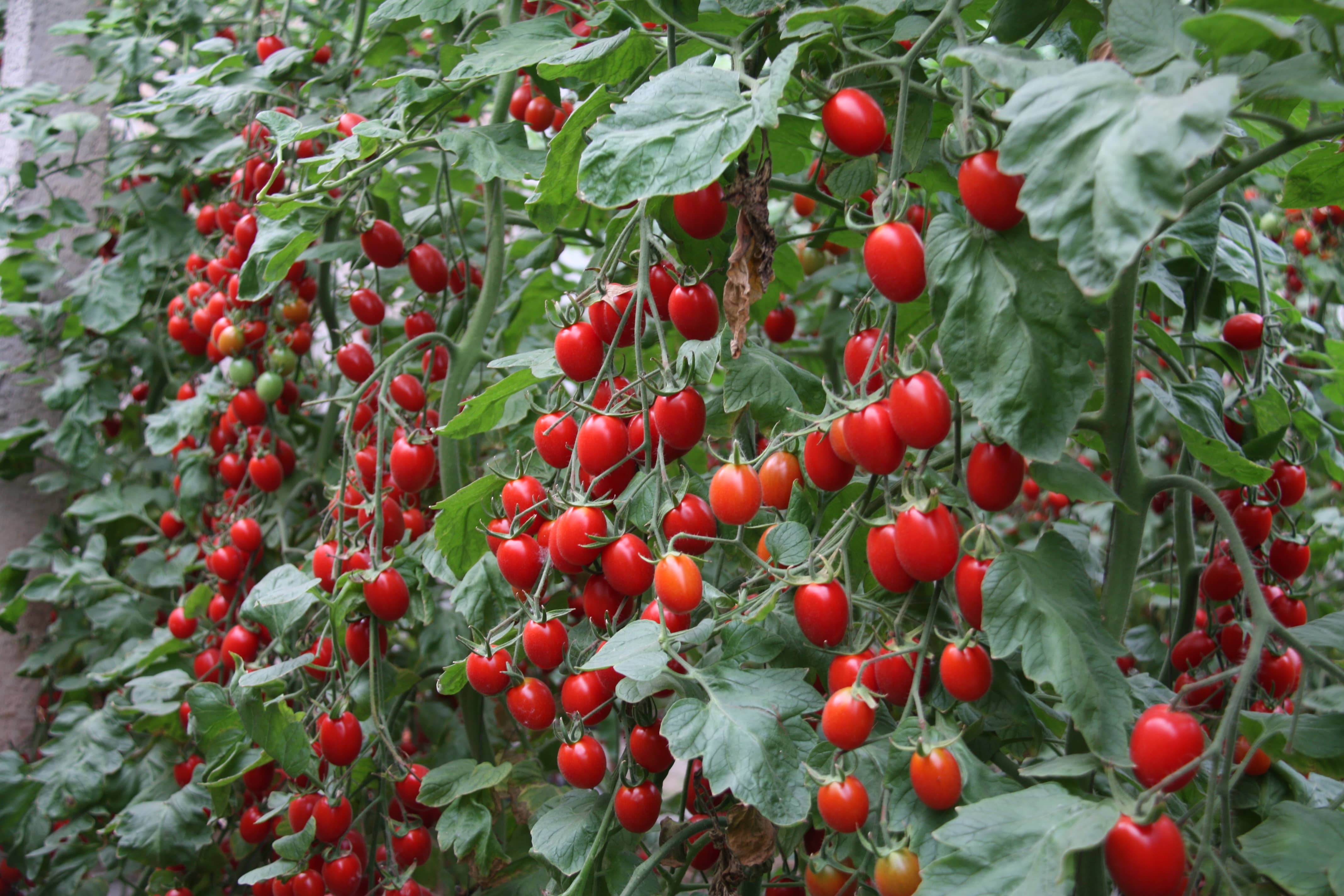 小紅番茄